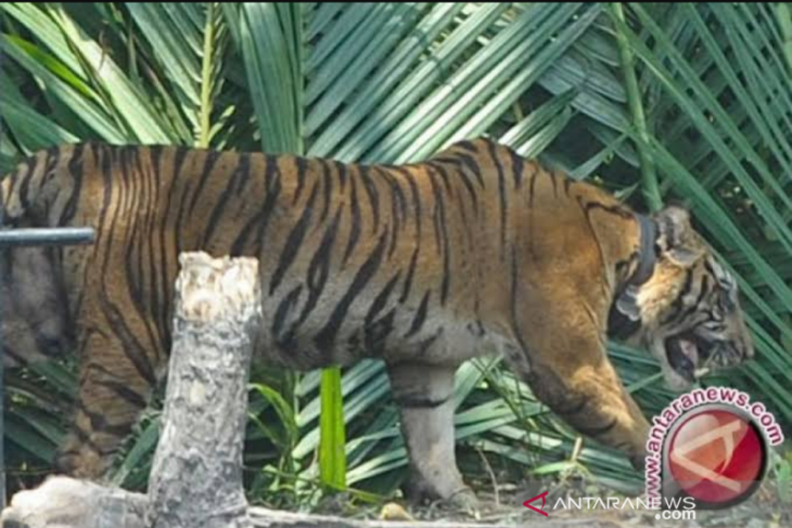 Warga resah, ada harimau mangsa sejumlah sapi
