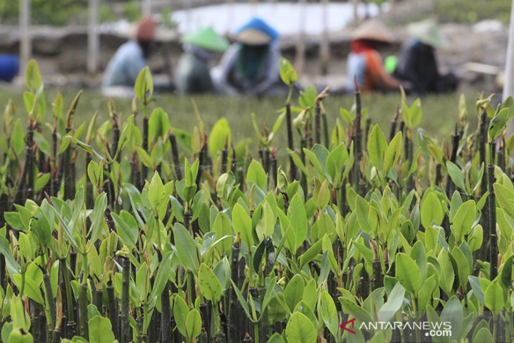 Budidaya bibit mangrove 