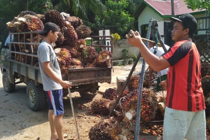Harga sawit di Mukomuko kembali turun
