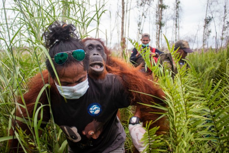 BKSDA Kalbar dan IAR Indonesia selamatkan dua orang utan dari dampak karhutla