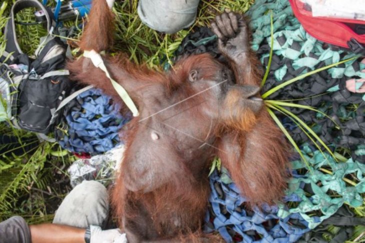 Penyelamatan orangutan akibat karhutla