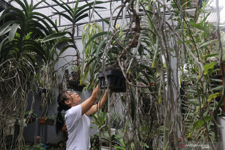 Budidaya anggrek hutan