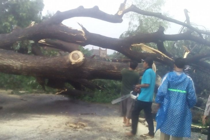 Pohon besar di Kediri tumbang diterjang angin kencang