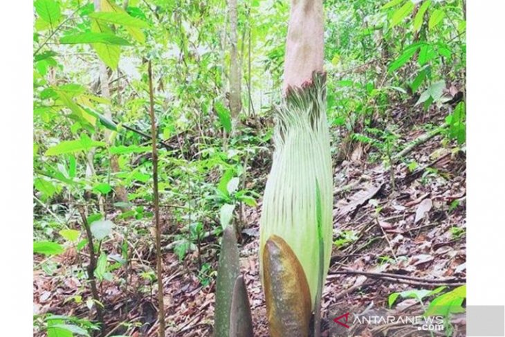 Bunga langka rafflesia dan kibut mekar bersamaan di Kaur