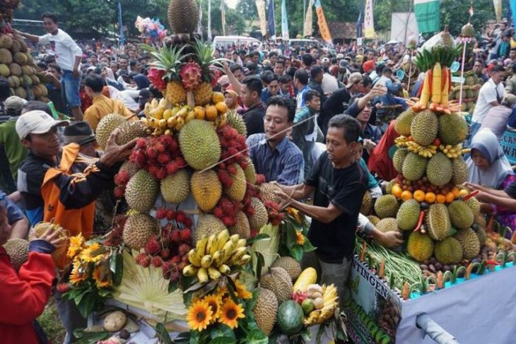 Festival durian lolong