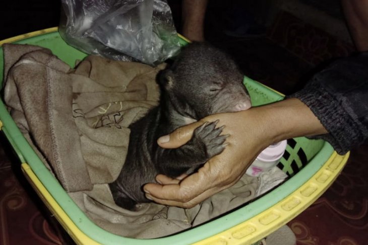KPH Tabalong evacuates a rare baby sun bear