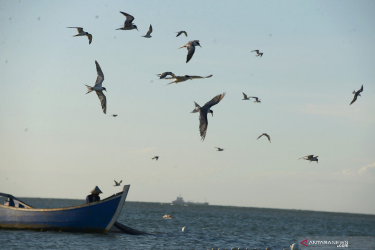 Spesies burung Indonesia bertambah