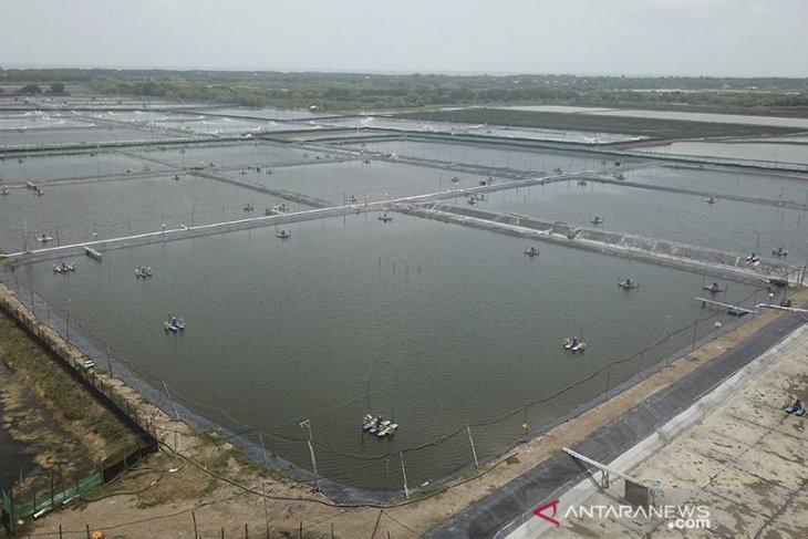 Tambak udang terbengkalai 