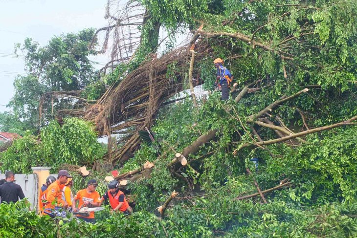 Angin kencang masih melanda sejumlah kecamatan di Jember