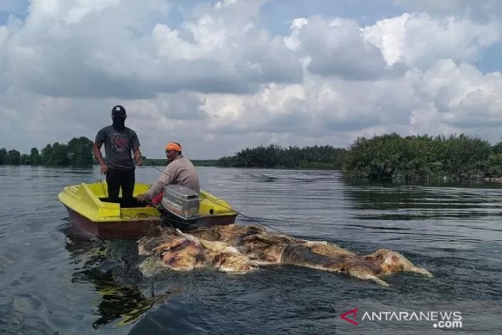48 ribu ekor babi mati akibat virus Hog Cholera dan ASF