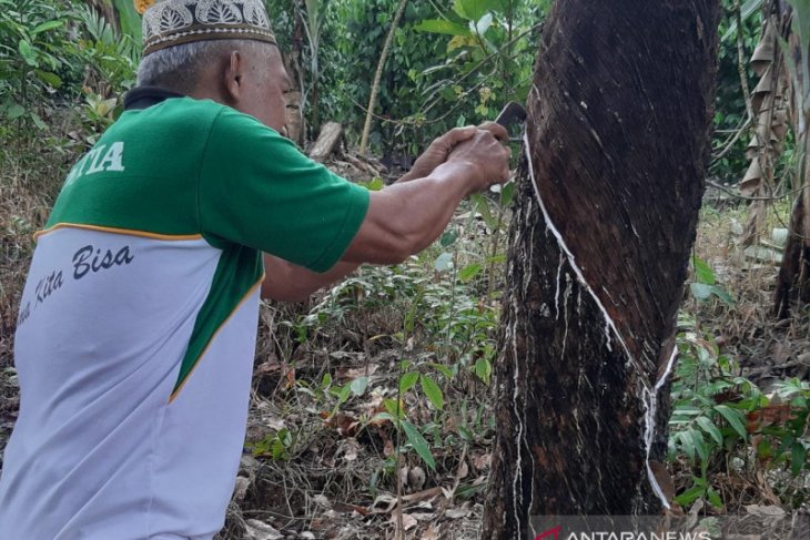 Kualitas pengaruhi harga karet di Kalbar