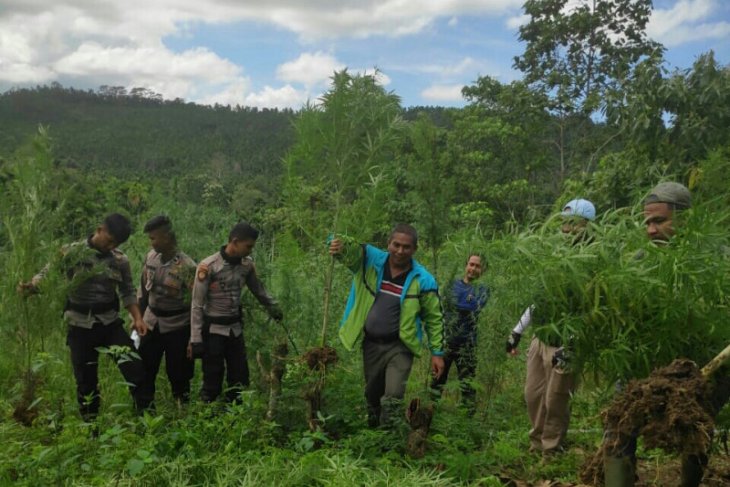 Polisi musnahkan ladang ganja seluas 4 hektare di Sawang, Aceh Utara