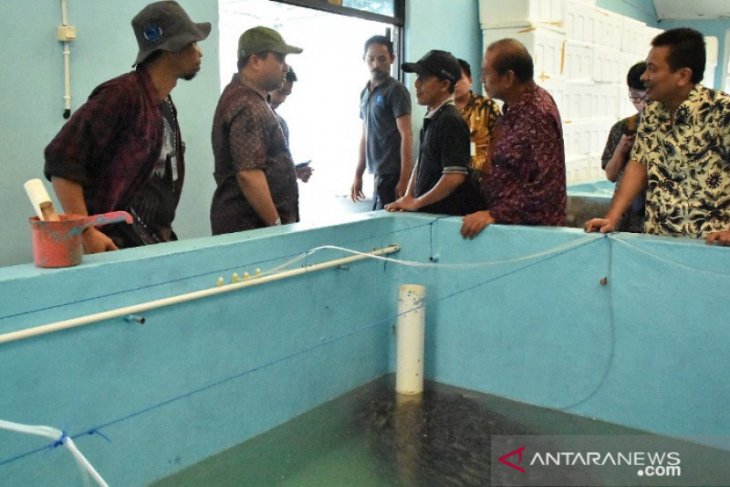 Pemprov Babel kembangkan balai benih untuk bibit kerapu