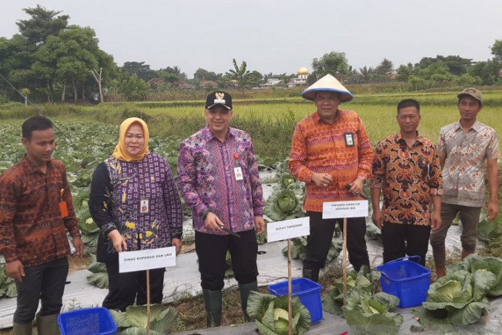 Pemkab Tangerang apresiasi petani garap tanaman sayuran di lahan tadah hujan