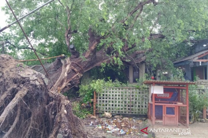 Angin Kencang Tumbangkan Pepohonan Dan Putus Jaringan Listrik Antara