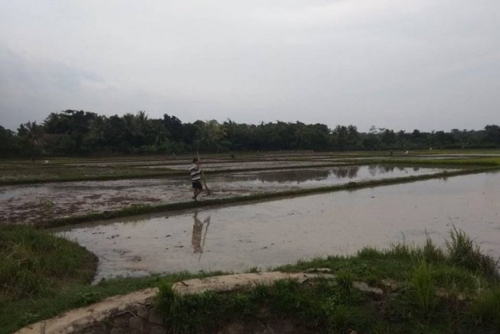 Hujan turun, petani di Lebak kembali tanam padi