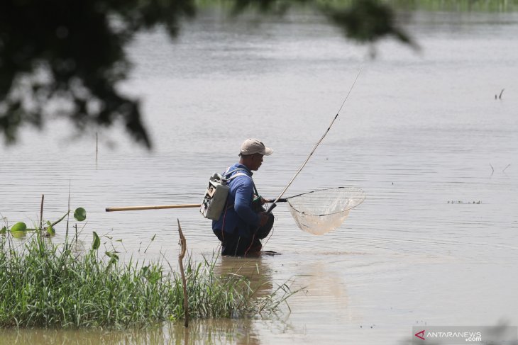 Setrum ikan di sungai brantas