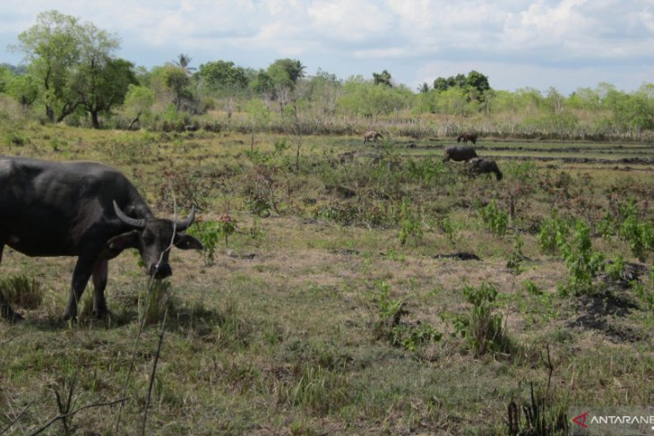 Dozens of cattle in East Sumba starve to death