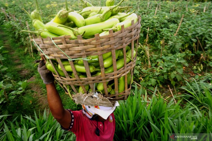 Harga sayur terong turun