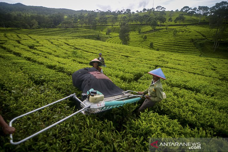 Target produksi teh jangka panjang 
