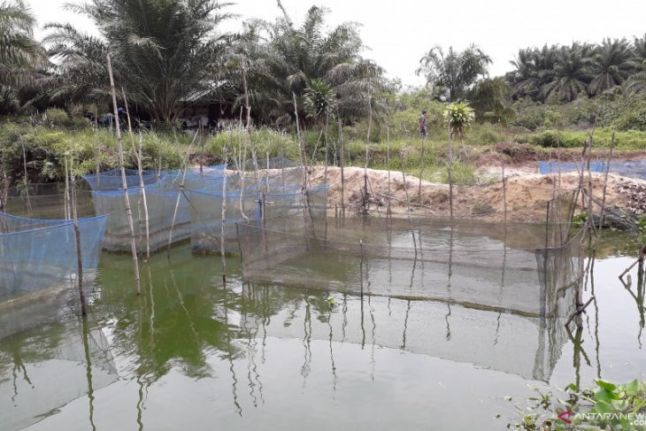 Pemkab Bangka Barat lanjutkan program pelatihan usaha budidaya perikanan