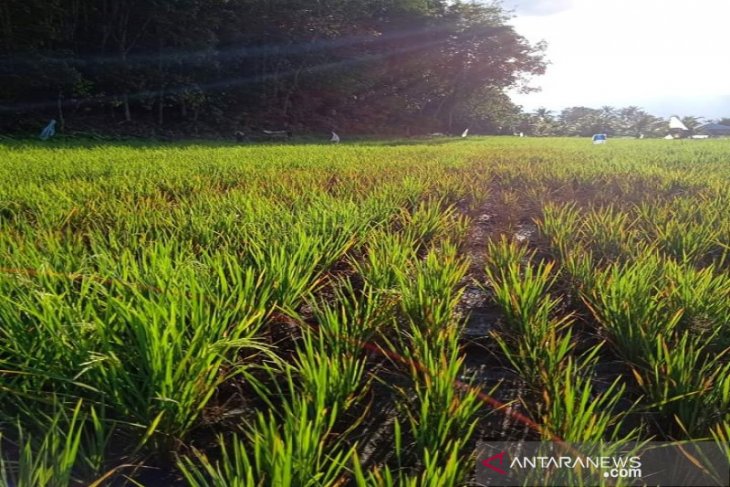Hama wereng mulai serang tanaman padi di Tapsel