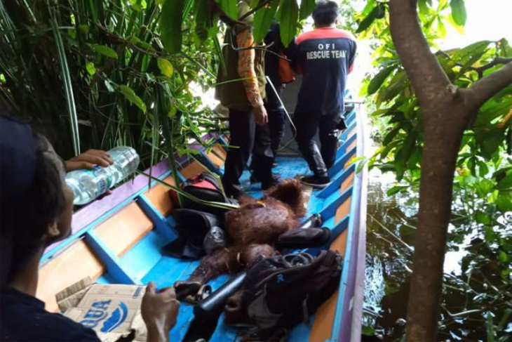 BKSDA evakuasi dua orang utan berkeliaran dekat kebun warga