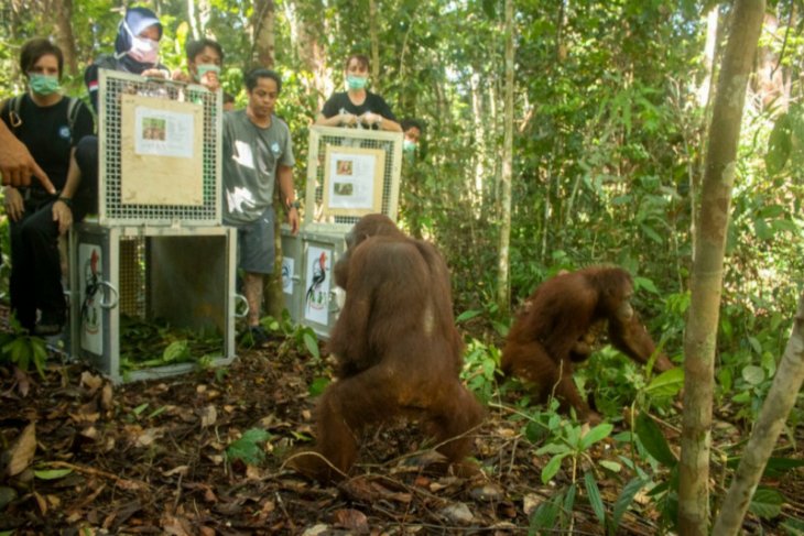 BKSDA Kalbar ajak semua pihak lestarikan Cagar Alam Muara Kendawangan