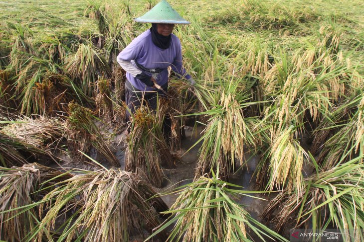 Target serapan beras petani turun
