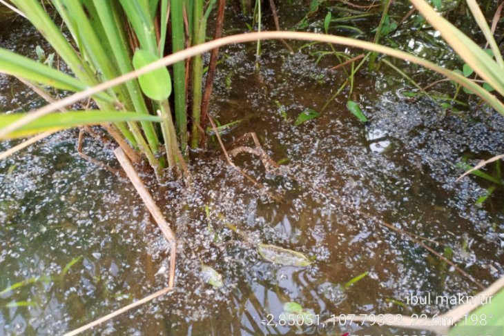 Petani di Belitung dimintai waspadai serangan wereng coklat