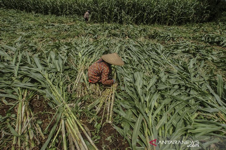 Kebutuhan Jagung untuk industri pakan