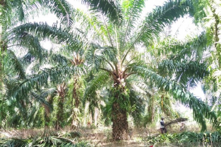Puluhan pekebun Mukomuko terima dana peremajaan sawit