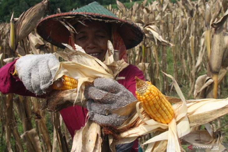 Proyeksi produksi jagung sepanjang 2020