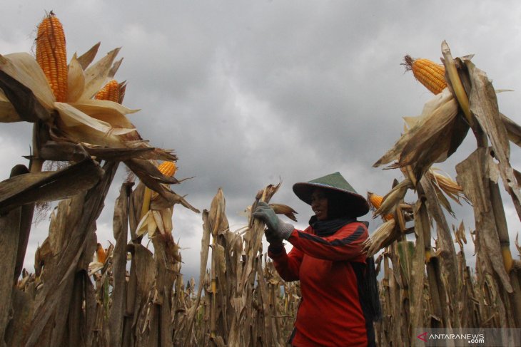 Proyeksi produksi jagung sepanjang 2020