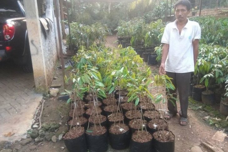 Petani Lebak kembangkan durian varietas unggul jenis MK Hortimart
