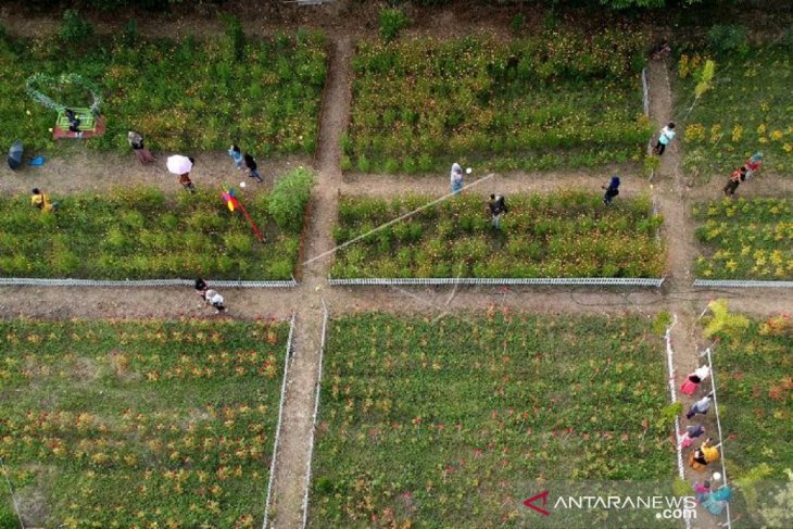 Foto - Hamparan bunga indah di 