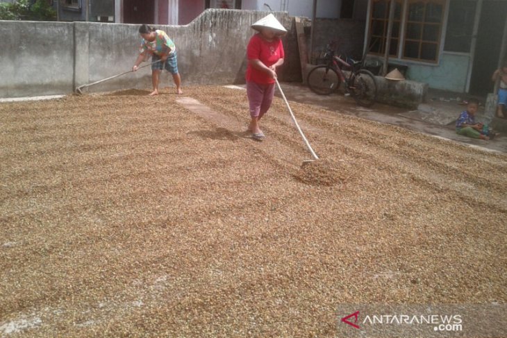 Produktivitas kopi Rejang Lebong di atas nasional