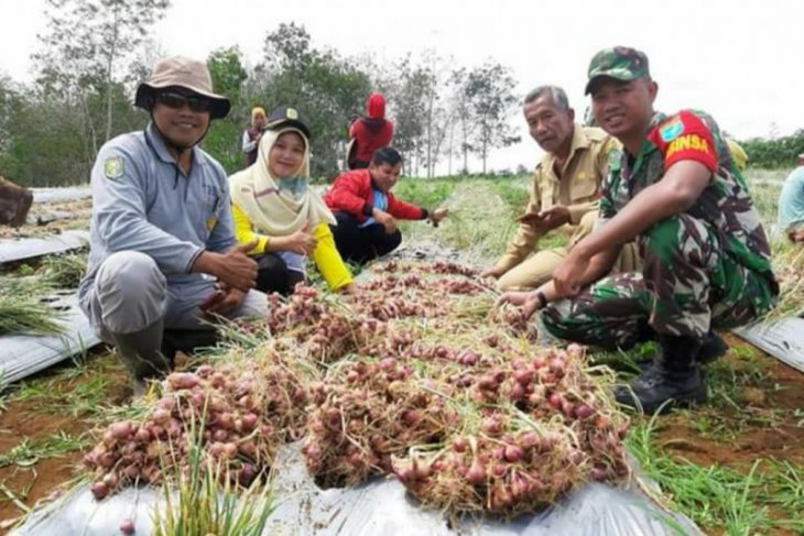 Babinsa dan masyarakat Sanggau Ledo panen perdana bawang merah