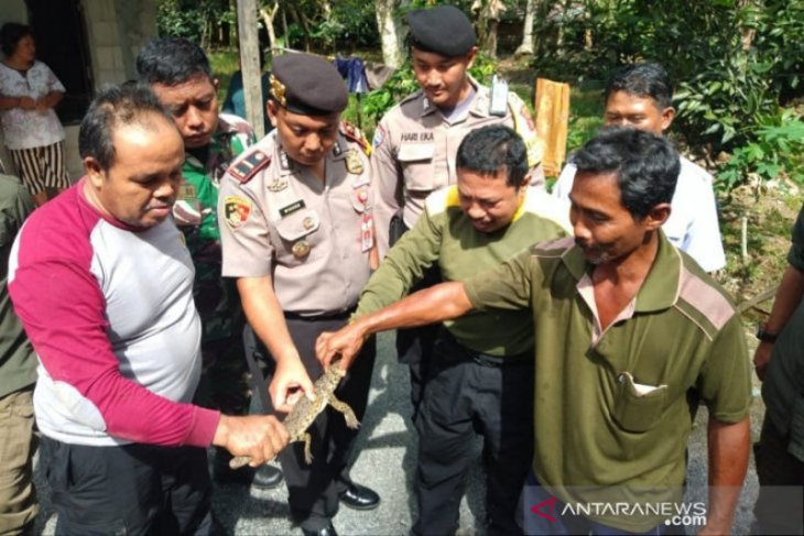 Terdapat habitat buaya di Desa Mentaren Kalteng