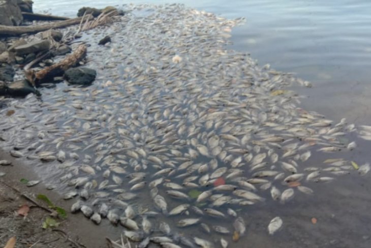 Akibat angin kencang sepuluh ton ikan keramba Danau Maninjau mati