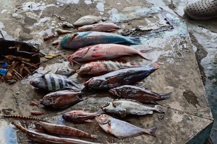 Syahbandar Ternate awasi kapal buang limbah ke laut