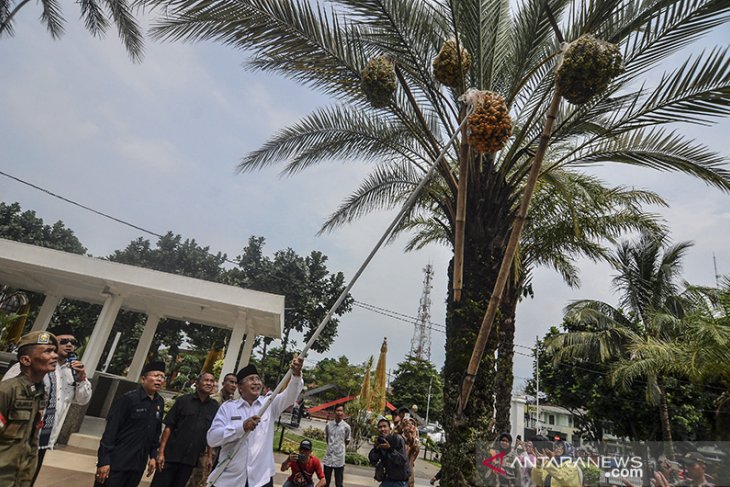 Panen kurma di masjid Agung 