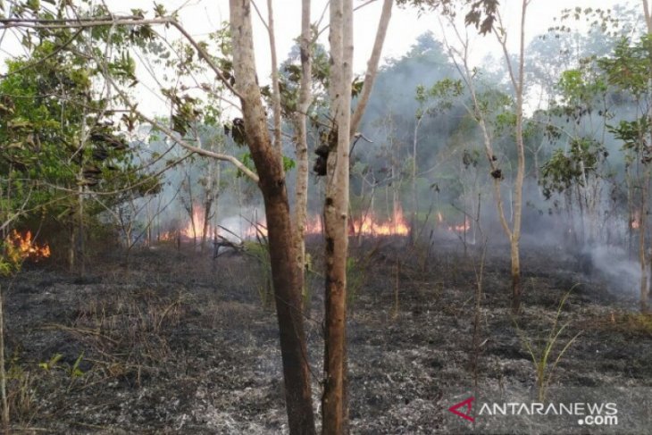 Terbakar, 2,5 hektare kebun warga di Gunungsitoli