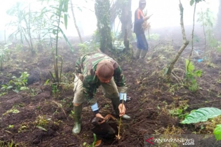 Masyarakat tumpangsarikan kapulaga dengan tanaman Aren