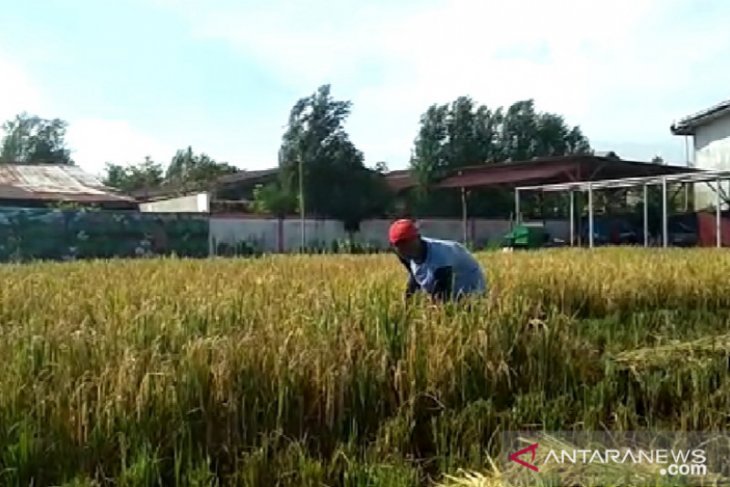 Produksi beras Kalbar tahun 2019 tercatat 499,01 ribu ton