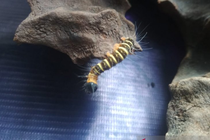 Ulat bulu serang lahan pertanian dan permukiman warga di Kota Sukabumi
