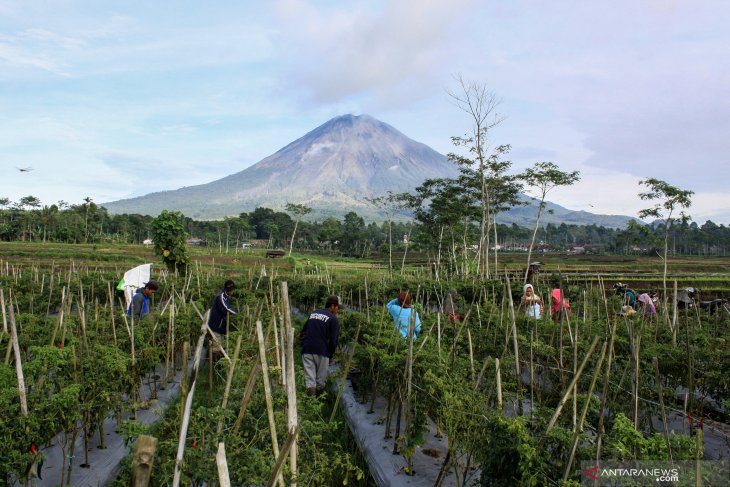 Panen cabai di Gunung Semeru