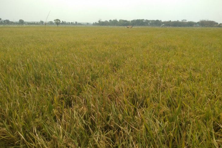 Karawang surplus beras hingga ratusan ribu ton tiap tahun
