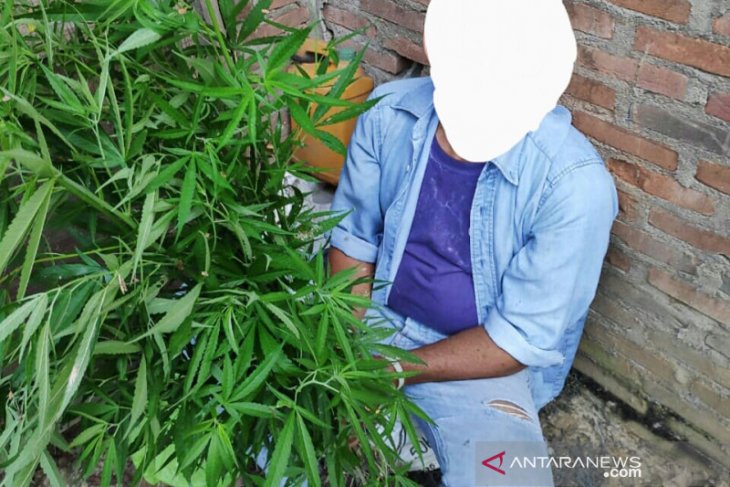 Pria Aceh Utara ini diciduk karena tanam ganja di belakang rumahnya