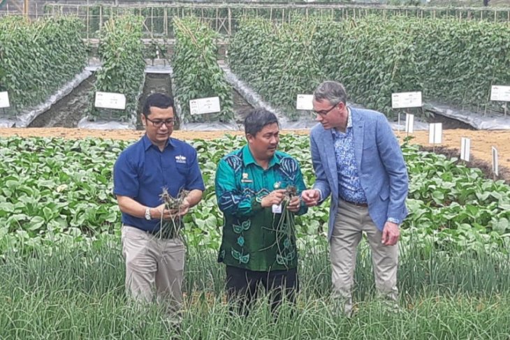 Wamen Pertanian Belanda nilai produksi benih Ewindo berkualitas